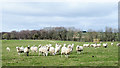 NZ0711 : Waiting sheep on Crook's House Farm by Trevor Littlewood