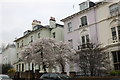 Houses and blossom on Regents Park Road