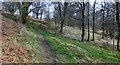 Woodland path above Brig o