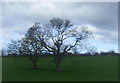 Trees in field near Wood Farm