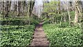 Footpath into Pleasley Park