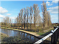 Poplars by the Canal