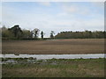 Wet  edge  to  sown  field  north  of  Owsthorpe  Farm