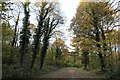 Track in Pleasley Park