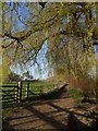 Wallingford: along the towpath in late March