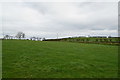 Grassy fields, Lisleen