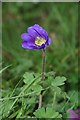 Anemone in Winsford Gardens