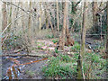 Swampy stream, Broadfield Park