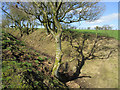 Hollow way footpath