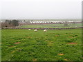 Sheep grazing near Llwyngwril