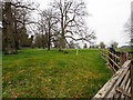 Meadow with newly planted trees