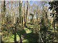 Footpath through narrow belt of woodland