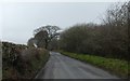 Contrasting hedges near Collingsdown