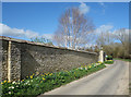 Stone Wall with Daffodils