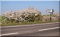TM4598 : Flowering hawthorn beside the A143 road by Evelyn Simak