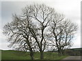 Ash trees at Crawcraigs