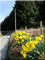 Roadside daffodils at Trefydd Bychain