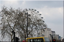 TQ3079 : View of the London Eye shrouded in a tree on the Embankment from Westminster Bridge Road by Robert Lamb