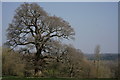 Tree Beside the Path