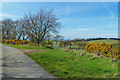 Springtime Near North Threave