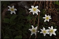 Wood Anemones (Anemone nemorosa) beside the Ullapool River