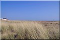 Sea Grass on the Dunes at Lion Point Jawick