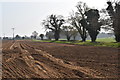 Ploughed field and trees lining Vicarage Lane, Wherstead