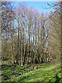 SO8398 : Birch trees by Nurton Brook near Pattingham in Staffordshire by Roger  D Kidd