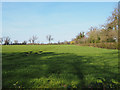 Hedge alongside winter cereal crop