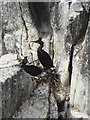 NT6598 : Shags on nest by Oliver Dixon