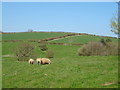 Sheep grazing near Marsh Cottages