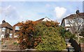 Bushes by Stockingstone Road, Round Green