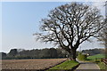 Lone oak tree on Lower Houses Road