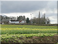 Hill Farm, Holme Hale across a field of rape