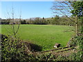 Grazing near the Cound Brook