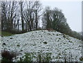 Grazing beside Ross Road, Abergavenny