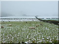 Sheep in field off the Old Ross Road