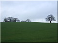 Grazing off Old Ross Road (B4521)