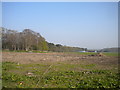 Churned up field south west of Bilsthorpe