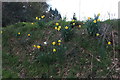 Daffodils by Annables Lane, Kinsbourne Green