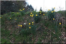 TL0915 : Daffodils by Annables Lane, Kinsbourne Green by David Howard