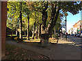 Autumn comes to Crystal Palace ? afternoon sun lights Westow Street