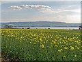 Oilseed Rape Field