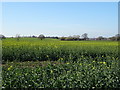 Oilseed rape crop near Betton Abbots Farm