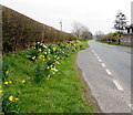 Daffodils at the NE edge of Libanus, Powys