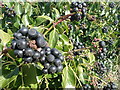 Fruits of the common ivy on Wild Forest Lane