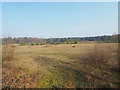 TL7893 : Looking across grazed area of Heathland by David Pashley
