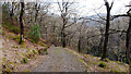 Pathway through Cwm-llechen