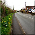 Marshfield Road daffodils, Marshfield