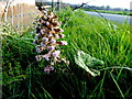 Butterbur plants along Ballintrain Road